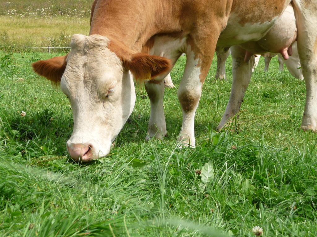 Biohof Koeck Tonibauer Farma