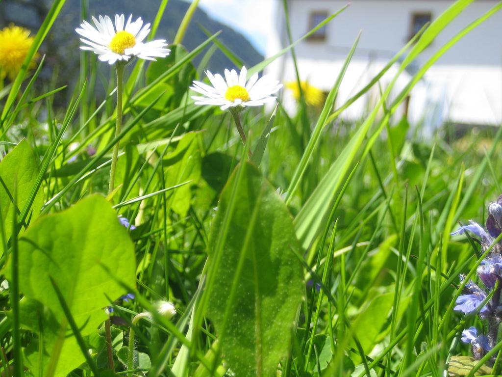 Biohof Koeck Tonibauer Farma Zeutschach