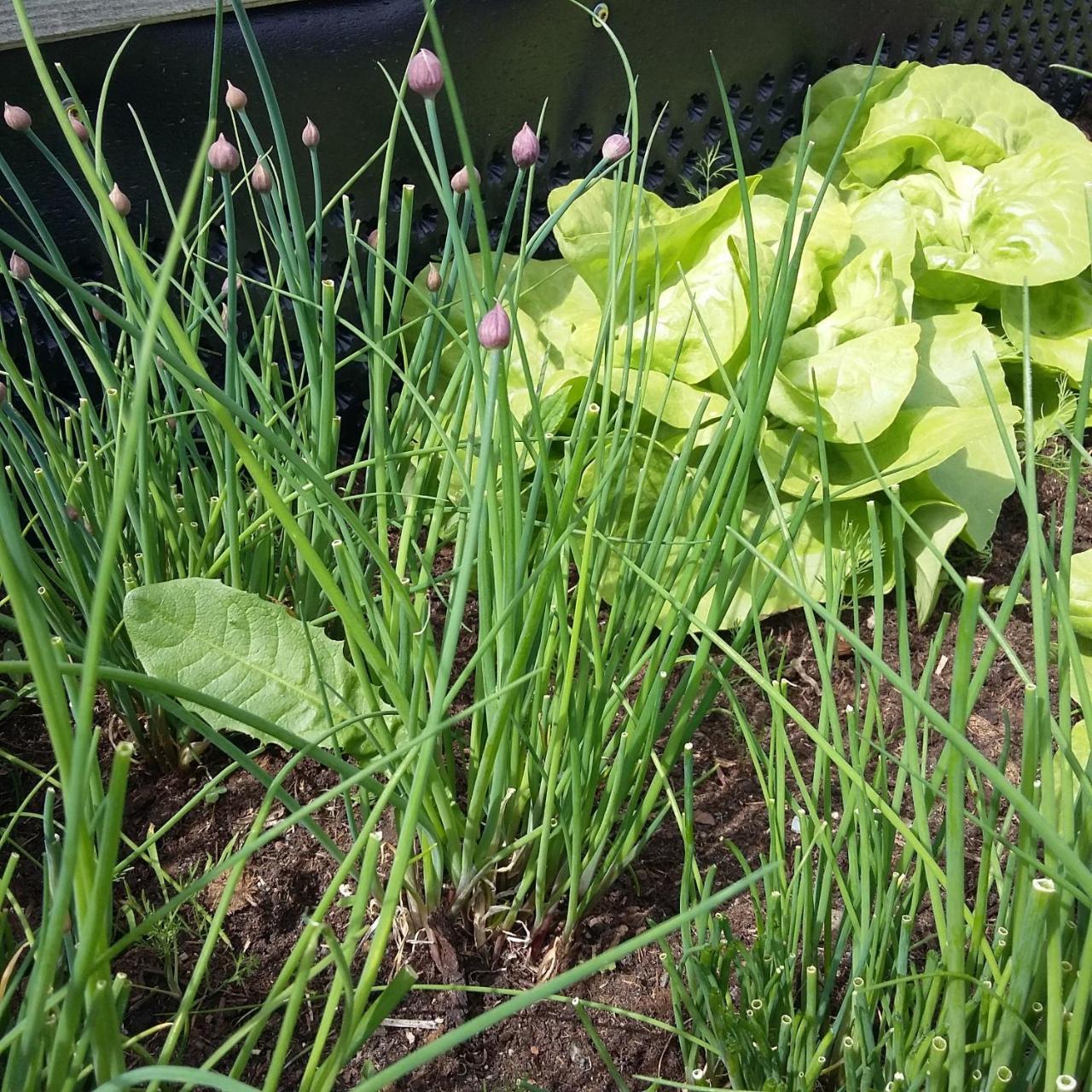Biohof Köck * Zeutschach